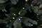9ft. Pre-Lit Blue Mountain Spruce Realistic Artificial Christmas Tree, Colour Changing Micro LED Lights by Ashland®